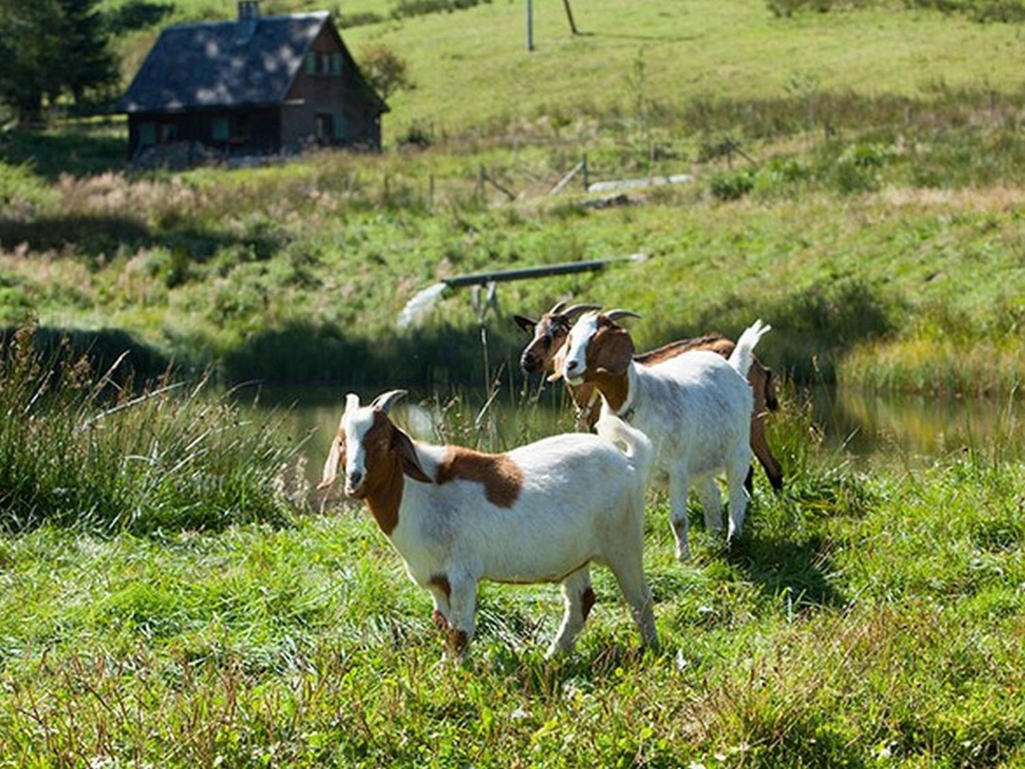 Ferienhaus Esche Hinterzarten Eksteriør bilde